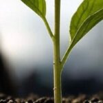 Etnik kâbus: kişiliklerin yerini alan kimlikler